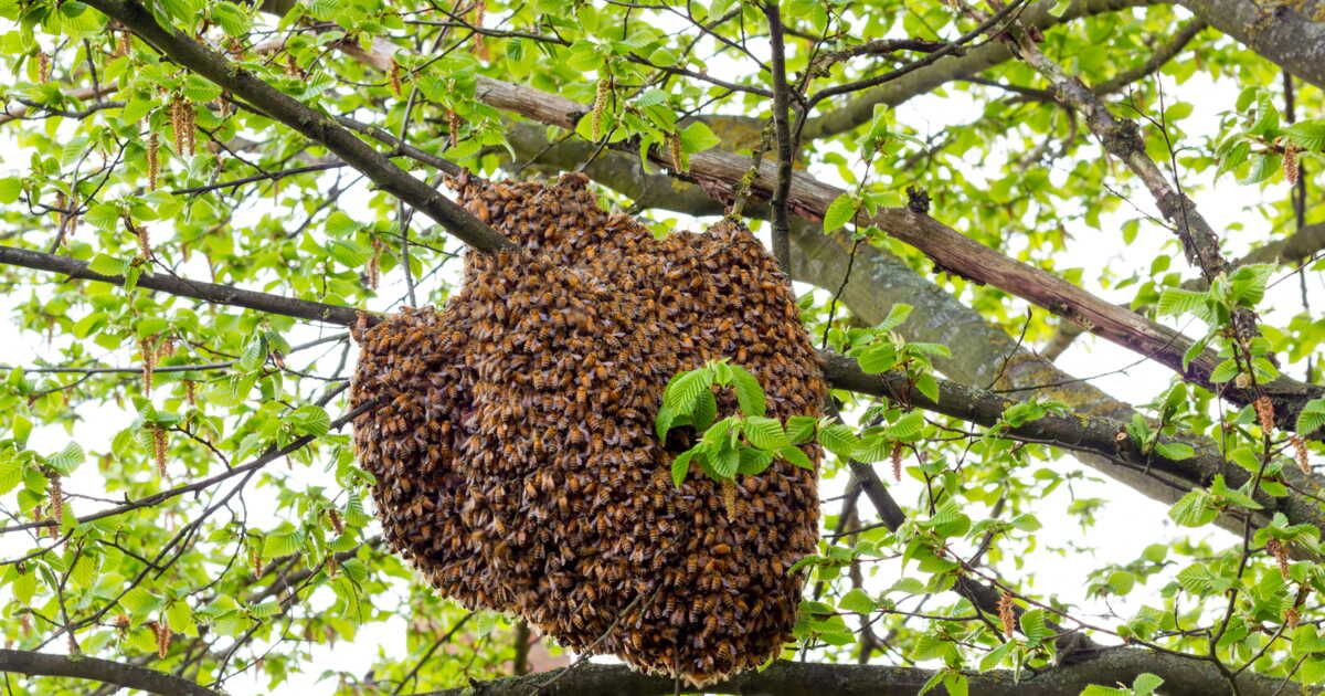 Essaim d’abeilles : que faire si vous en croisez un ?