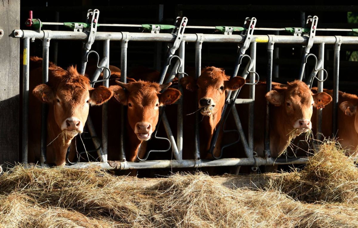 Une alerte du maire permet d'interpeller deux cambrioleurs en pleine action