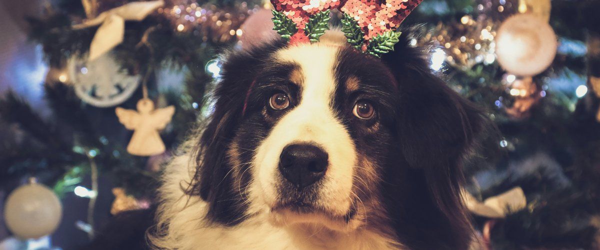 Découvrez la magie de Noël à la SPA de Montpellier : un week-end pour les animaux