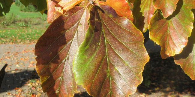 L'arbre de fer : une majestueuse splendeur automnale