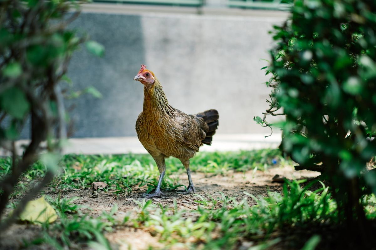 Attention, le rêve du poulailler urbain peut coûter cher