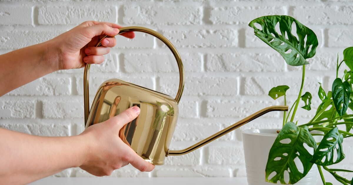 Débarrasser vos plantes des moucherons : astuces et conseils pratiques