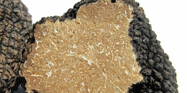 À la découverte des truffes : variétés, plantation et secrets de récolte