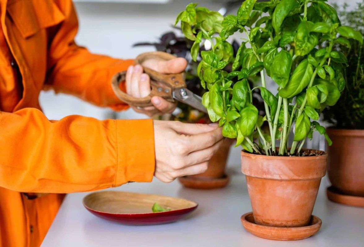 Cultivez un basilic inépuisable : 5 secrets pour une récolte à foison