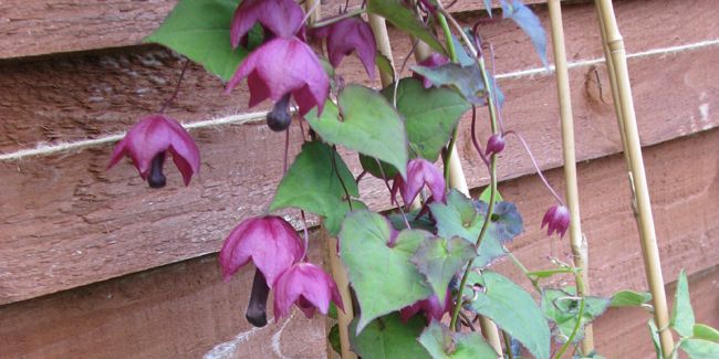 Chapeau chinois (Rhodochiton atrosanguineus) : une plante grimpante séduisante