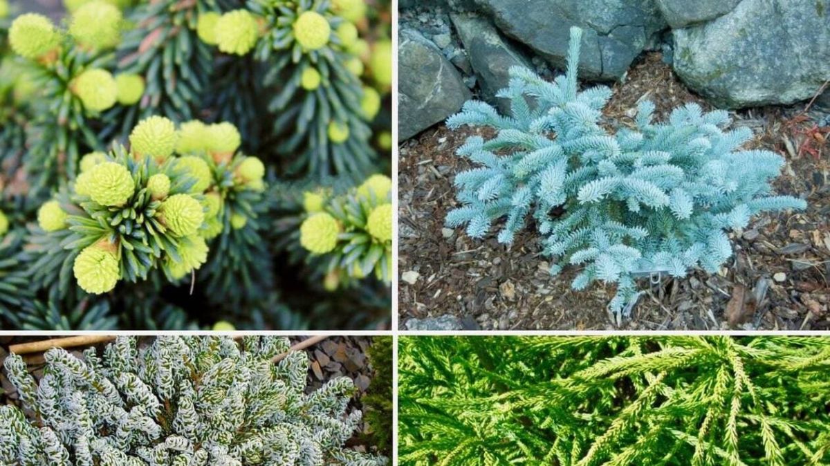 Osez un sapin de Noël unique : les variétés qui font la différence