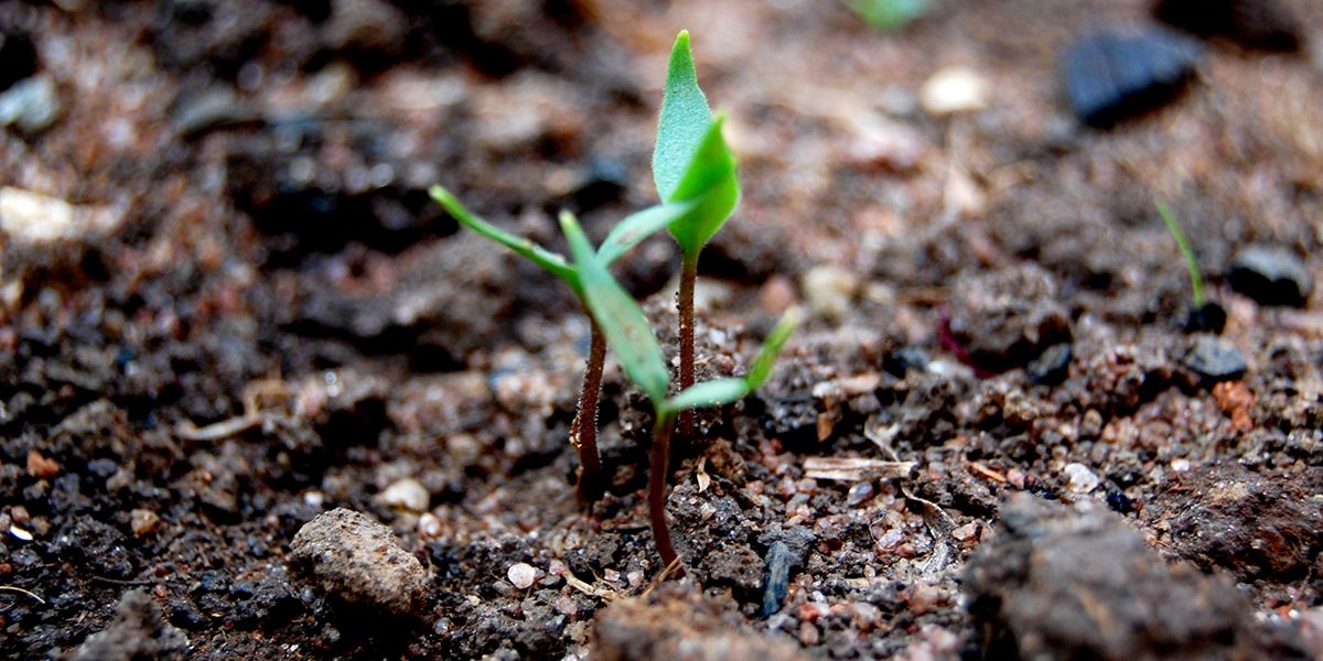 Prévenir la fonte des semis : un enjeu crucial pour vos cultures