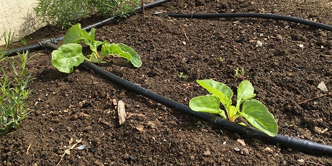 Cultivez des blettes : le guide ultime pour réussir votre potager