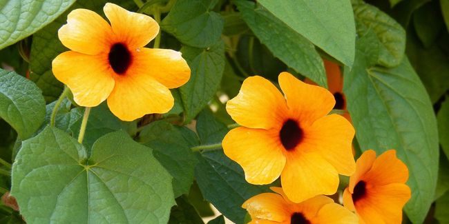 Suzanne aux yeux noirs : une beauté envoûtante pour votre jardin