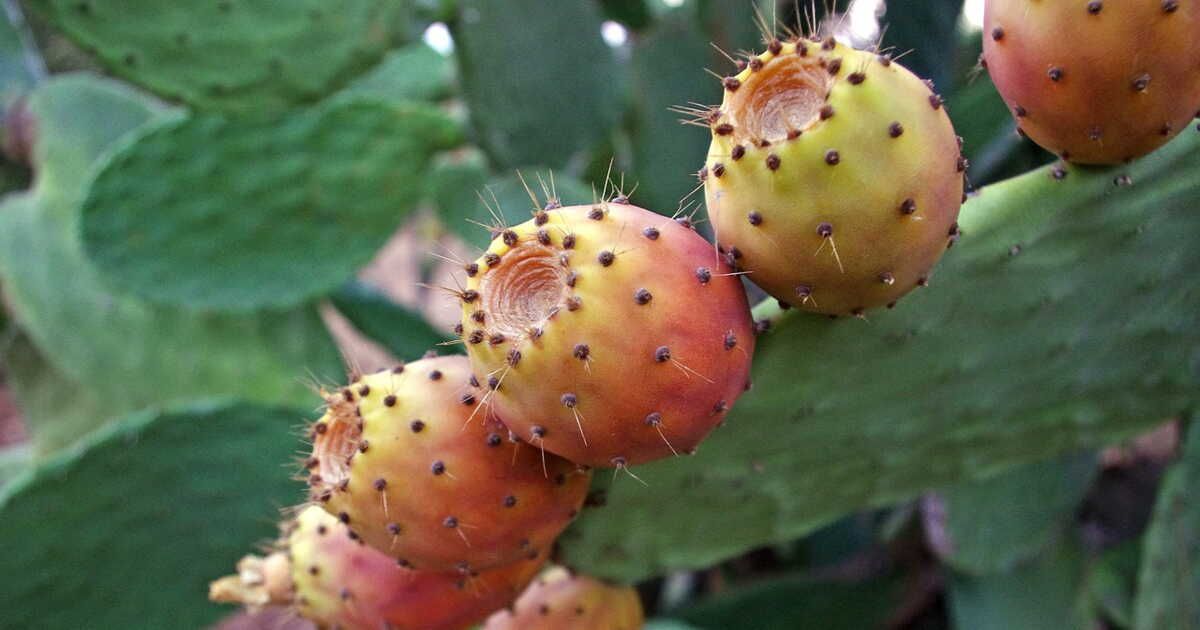 La figue de Barbarie : un trésor sucré à découvrir