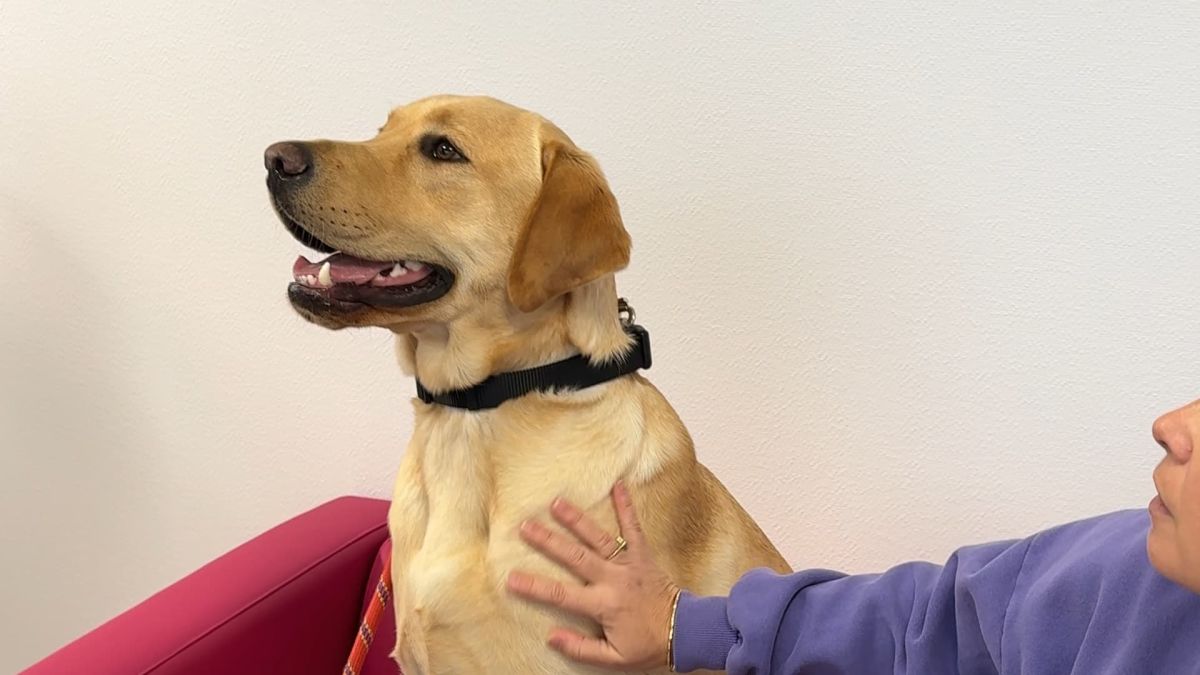 Un labrador compassionnel à Bayonne : Verrone aide les enfants victimes de violence à s'exprimer