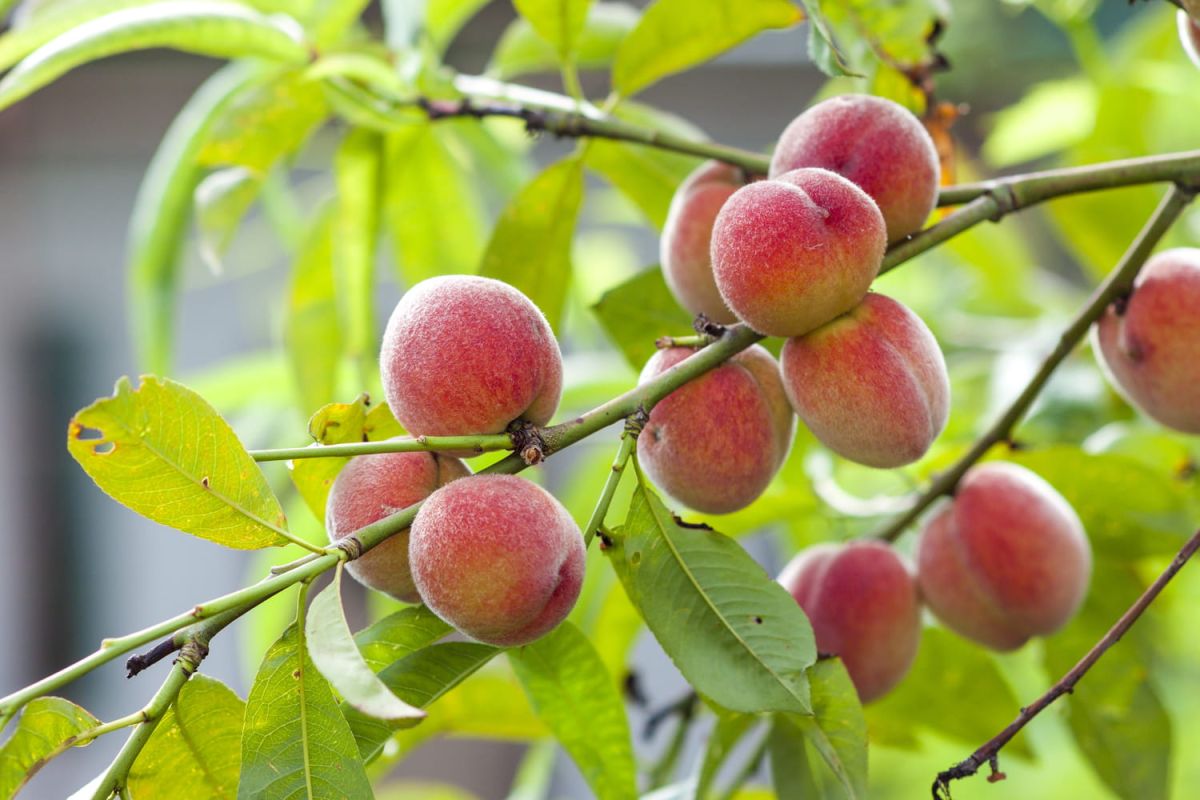 Les jours propices au jardin : récoltez sous le ciel lunaire