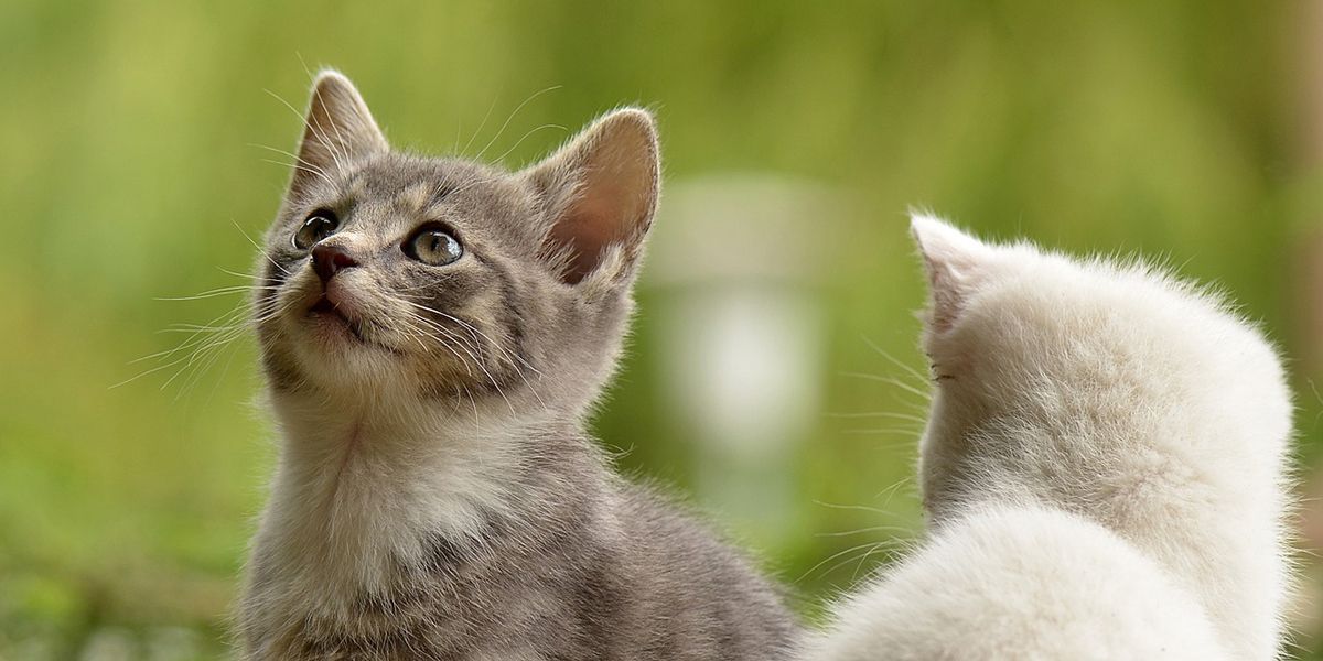 L'essor de l'assurance pour chat : un enjeu de confort et de tranquillité