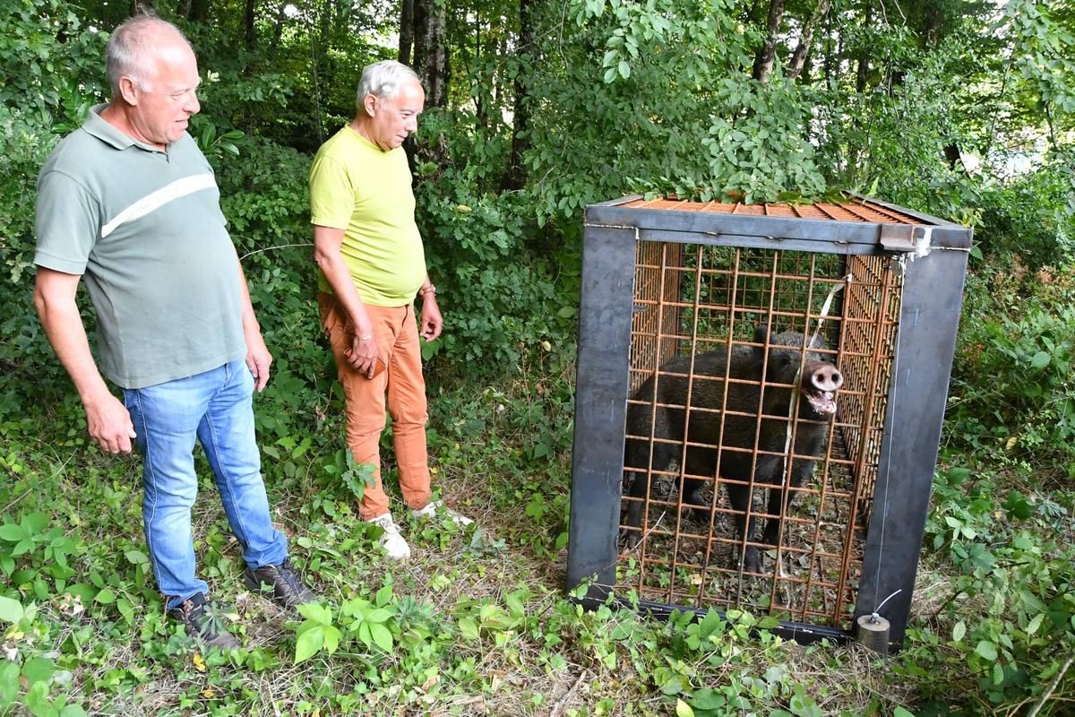 Sangliers en forte prolifération : quand la nature menace nos jardins