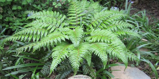 Immergerez-vous dans la beauté mystérieuse de l'aspidie