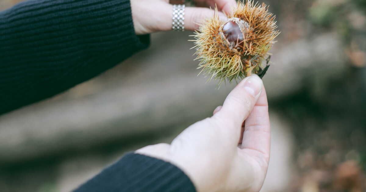 À la recherche des châtaignes : conseils et astuces pour une cueillette réussie