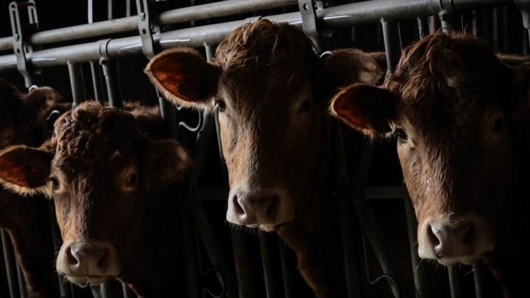 Dermatose bovine : l'alerte rouge pour l'élevage français