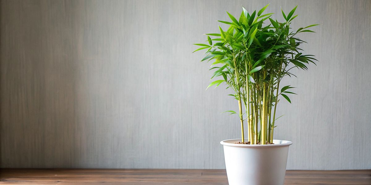Les secrets du bambou d'intérieur