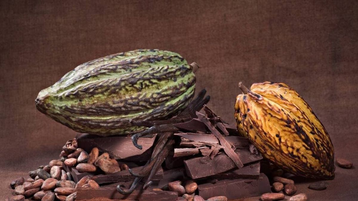 Les secrets des chocolats d'exception révélés