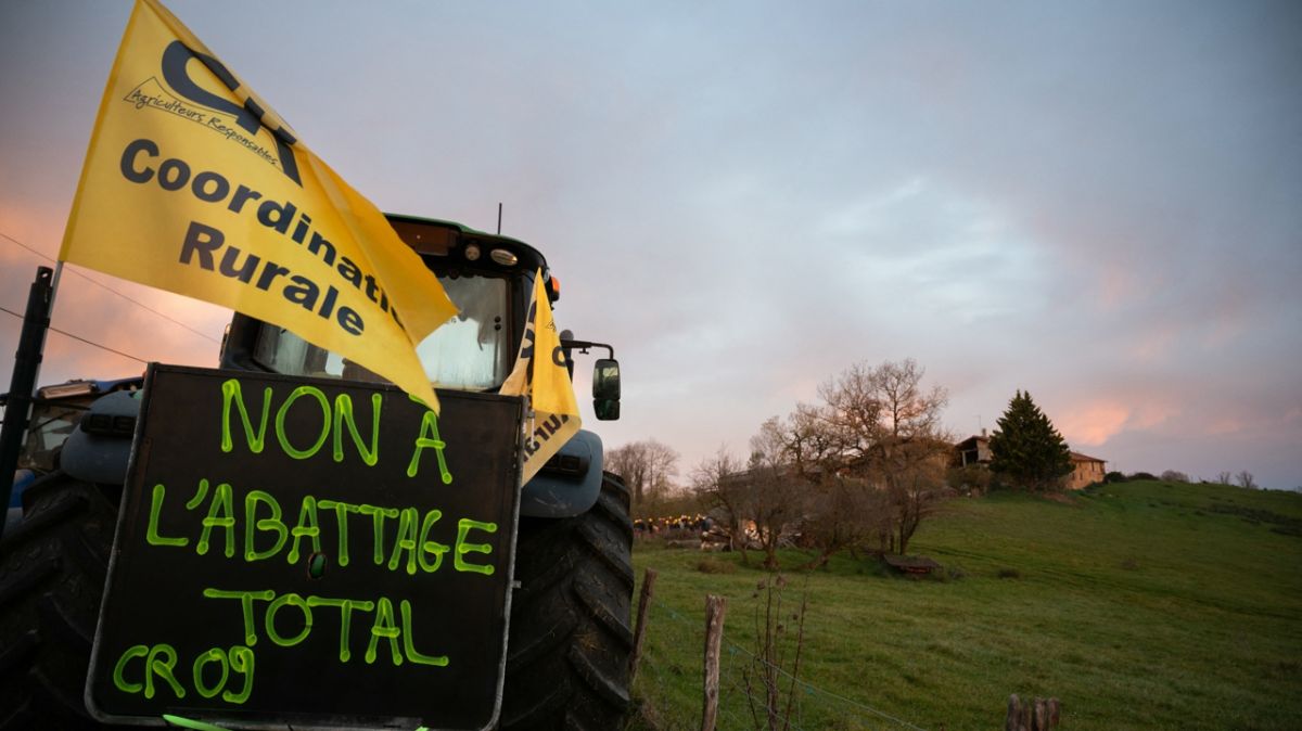 Une communauté en larmes face à l'abattage de bovins en Ariège