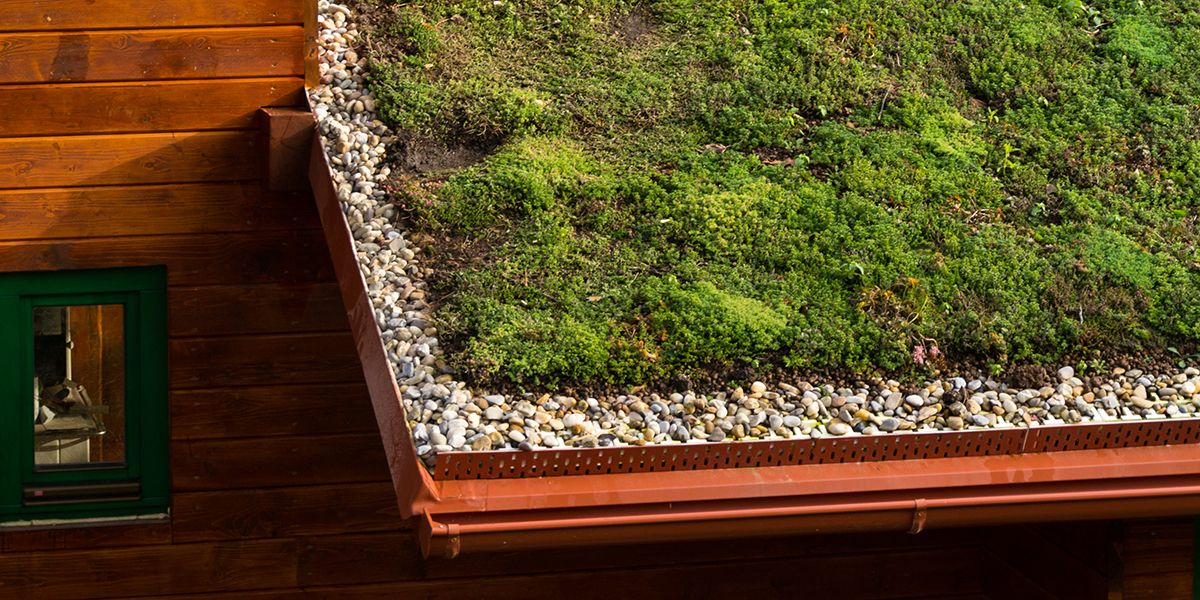 Les toits végétalisés : une solution écologique qui prend racine