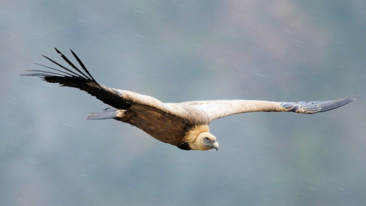 Le retour impressionnant des vautours fauves en Sud-Aveyron
