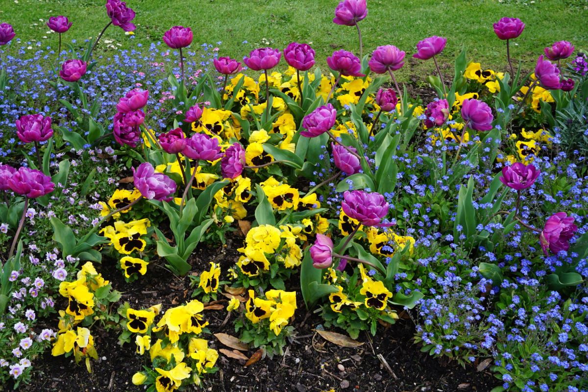 Découvrez le secret des massifs de fleurs éclatants