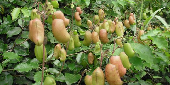 Le griffonia : un antidépresseur naturel en pleine lumière