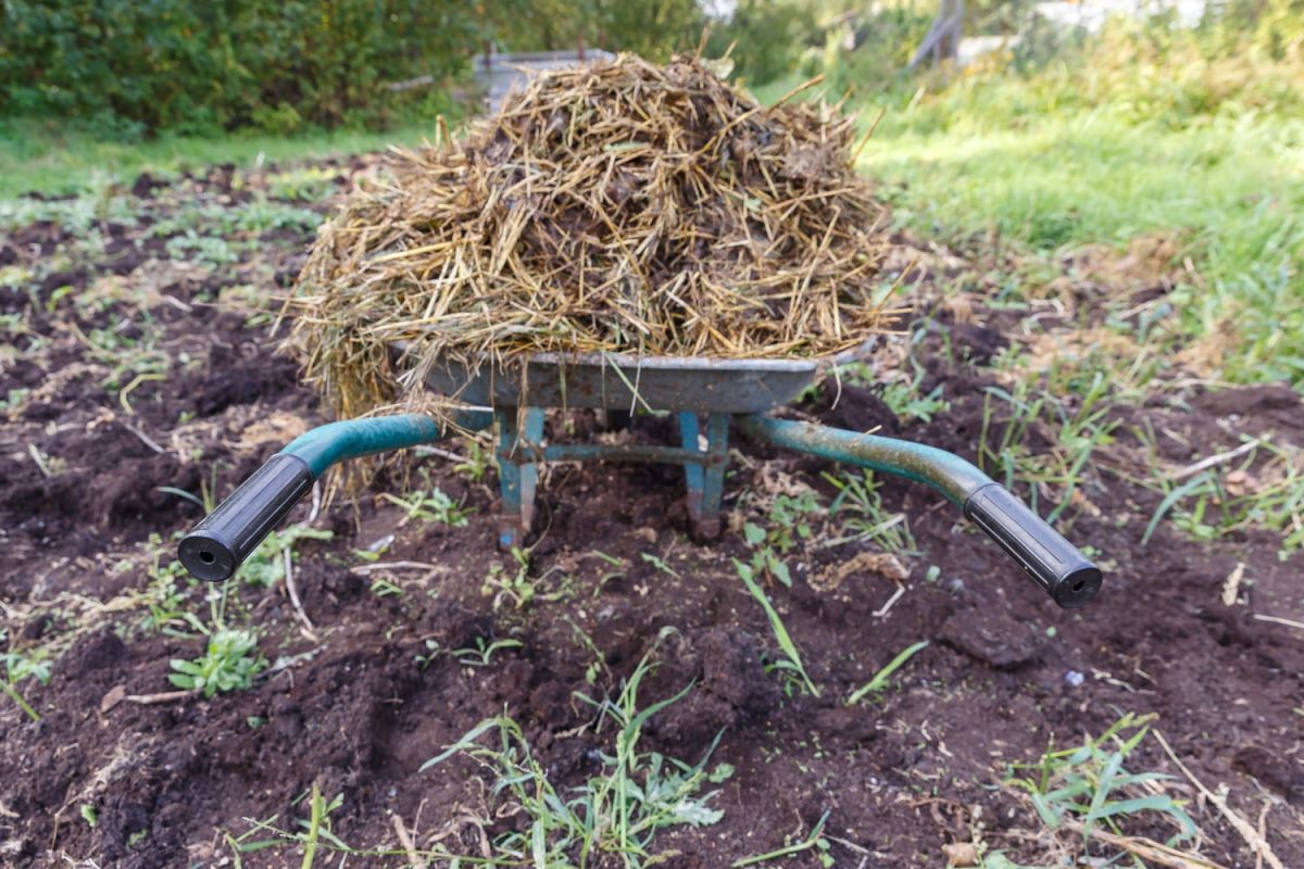 Le fumier : un trésor pour votre jardin