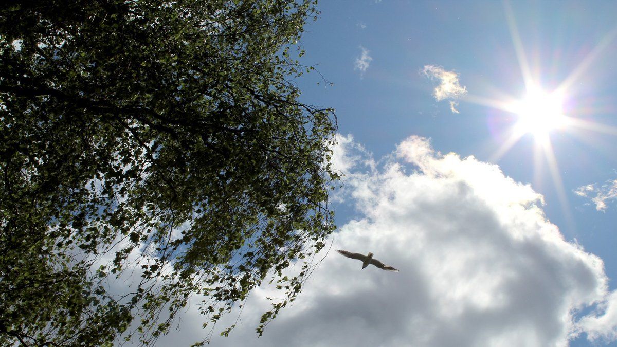Des températures printanières en plein hiver : le grand écart météorologique