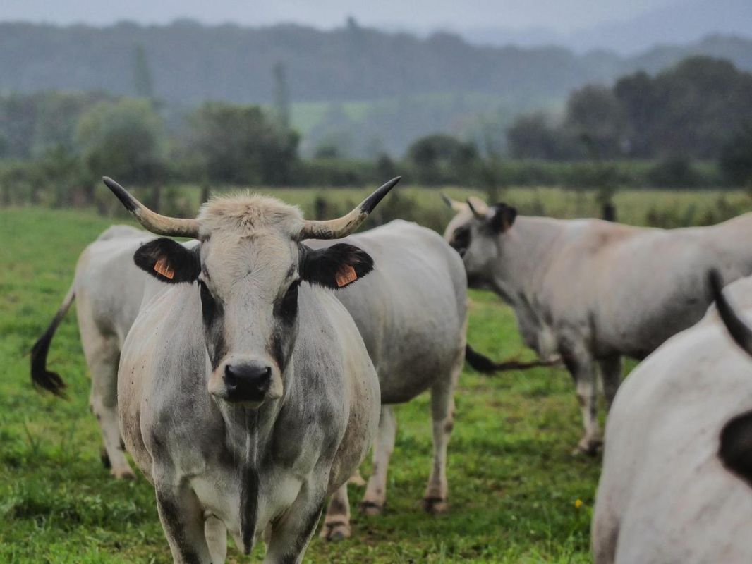 La menace de la dermatose nodulaire pèse sur les Pyrénées-Atlantiques