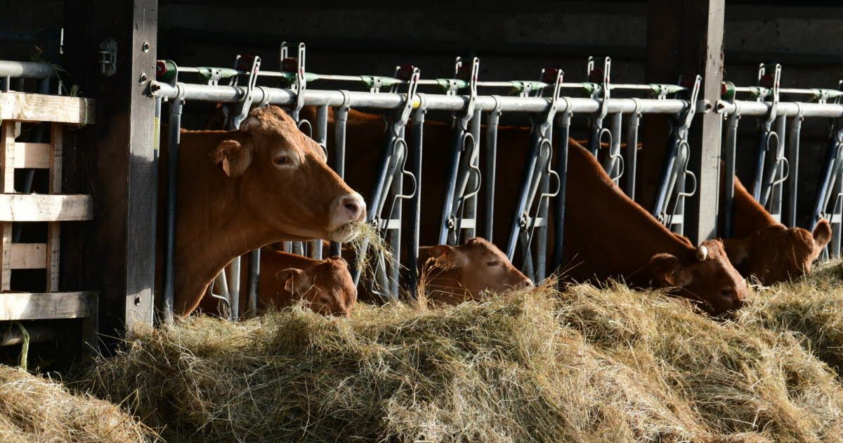 Le gouvernement agit face à la dermatose nodulaire : une vaccination élargie