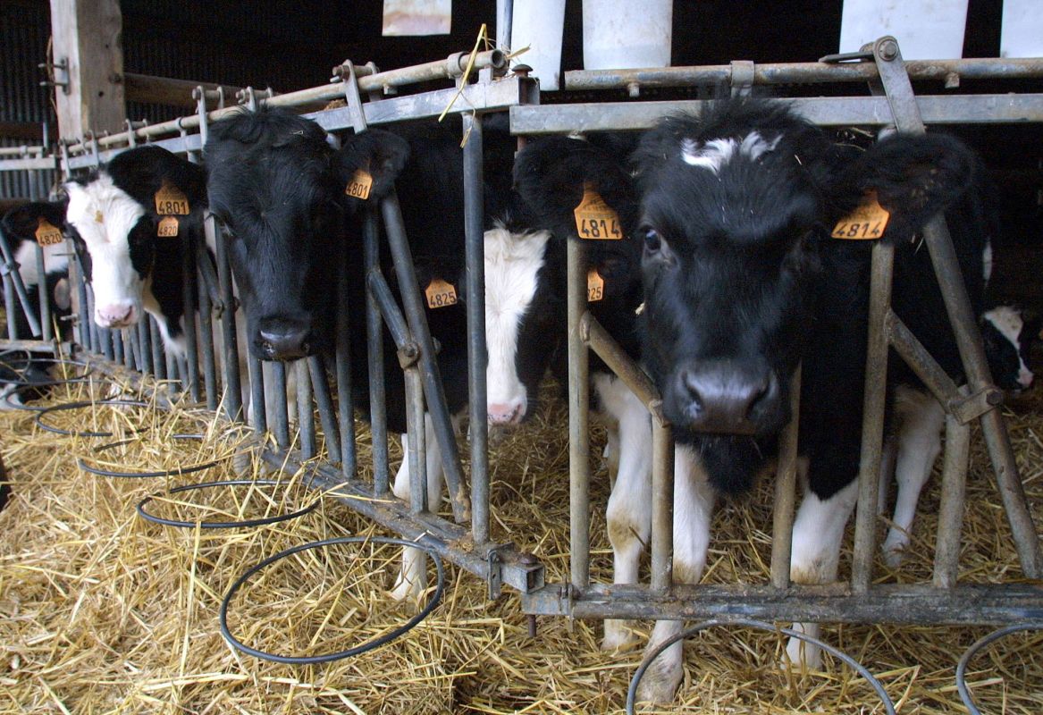 Dermatose nodulaire contagieuse : une menace silencieuse pour les éleveurs