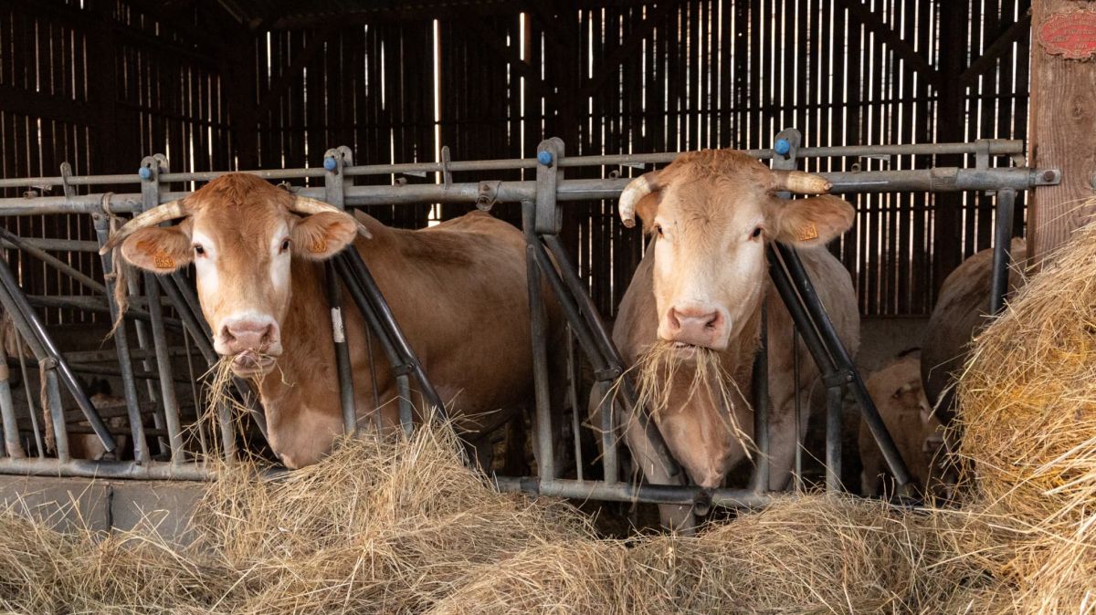 Une geste radicale pour la santé animale : l'abattage des troupeaux face à la dermatose nodulaire