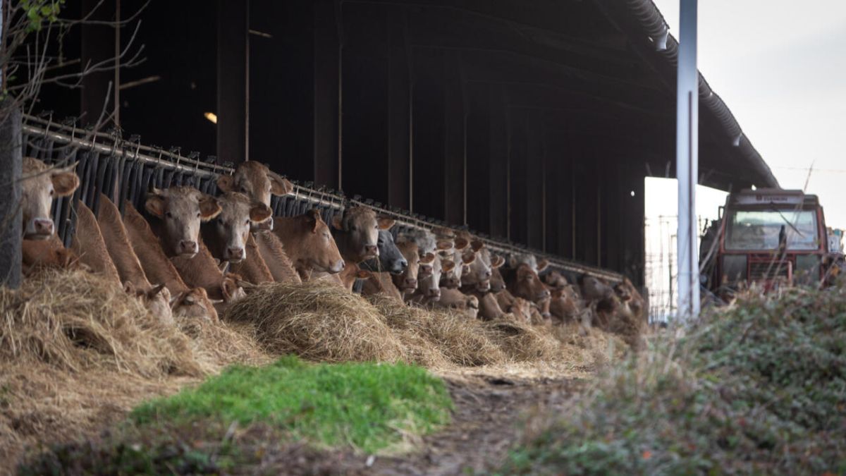 La dermatose nodulaire contagieuse : un défi pour le secteur bovin français