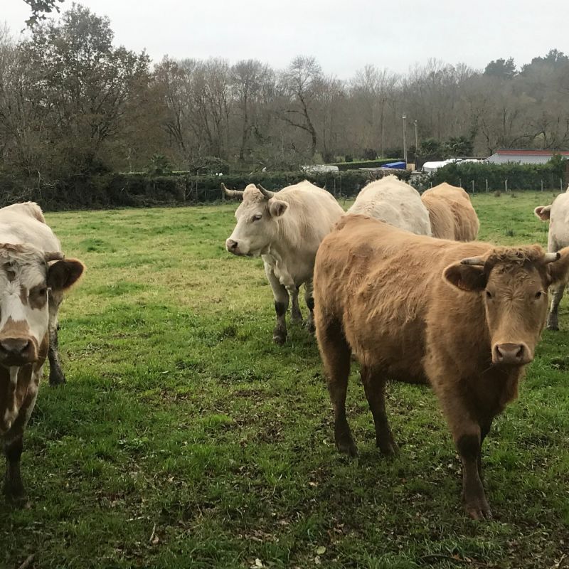Des éleveurs en colère s'opposent à l'abattage des bovins face à la dermatose bovine
