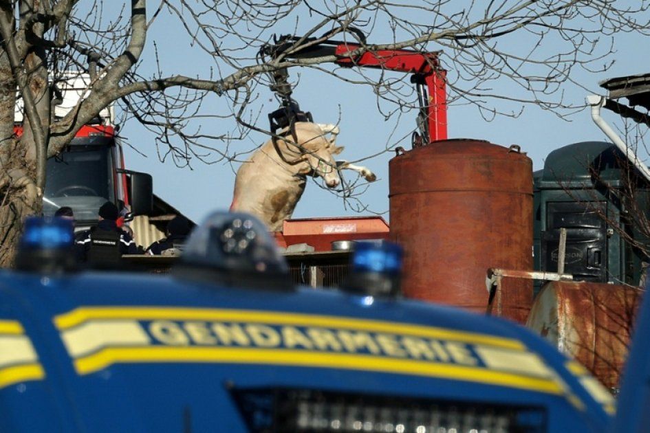 Des vaches en détresse : l'abattage controversé provoque la colère des agriculteurs