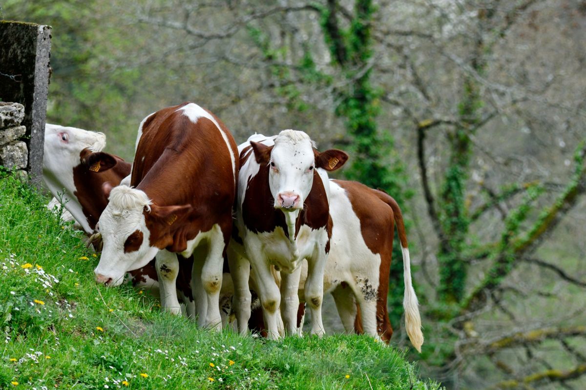 Dermatose bovine : l'alarme sonne en Haute-Garonne avec un nouveau cas
