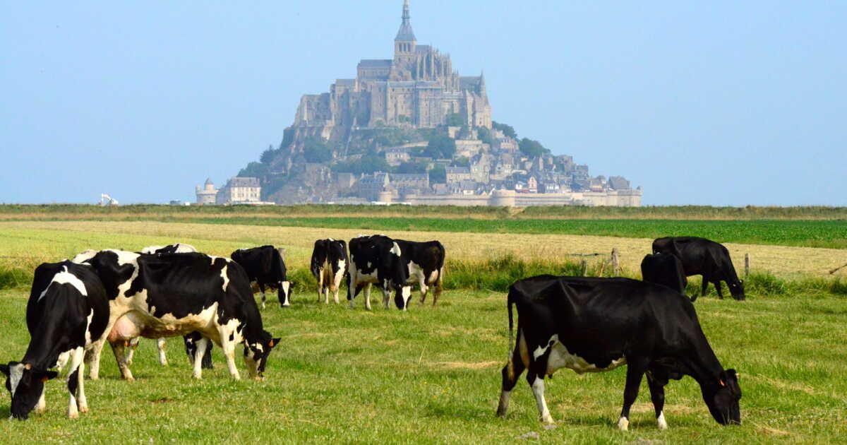 À la découverte du Cara-meuh : la douce folie lactée du Mont Saint-Michel