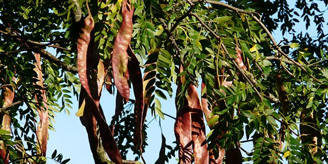 Le févier d'Amérique : un arbre captivant