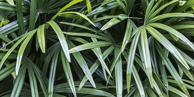 Le palmier bambou : un choix élégant pour votre intérieur
