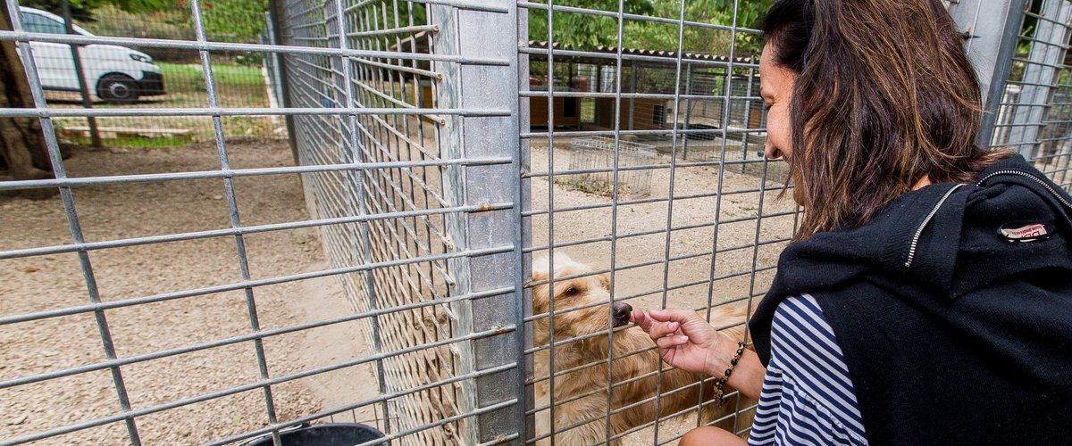 Pour un Noël chaleureux : découvrez les animaux à adopter à la SPA de Nîmes