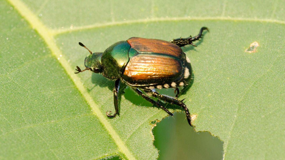 Le scarabée japonais en France : un ravageur à surveiller de près