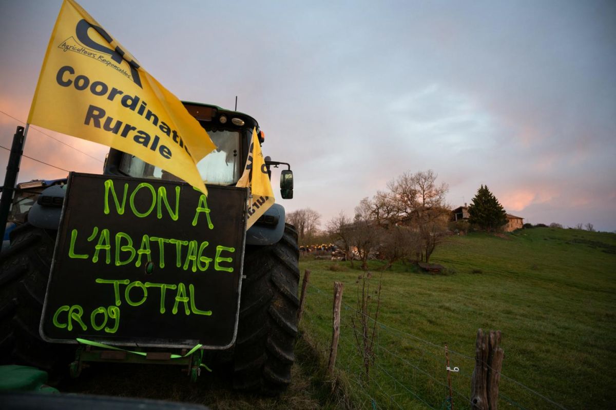 Tensions croissantes entre agriculteurs sur la gestion de la dermatose nodulaire contagieuse
