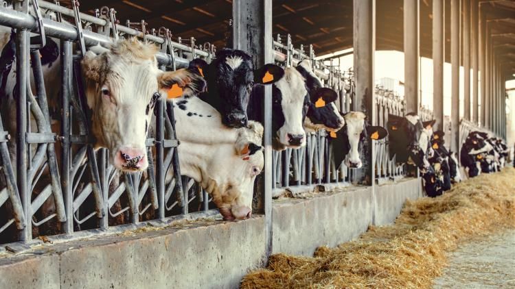 L'État s'engage pour soutenir les éleveurs face à la dermatose bovine