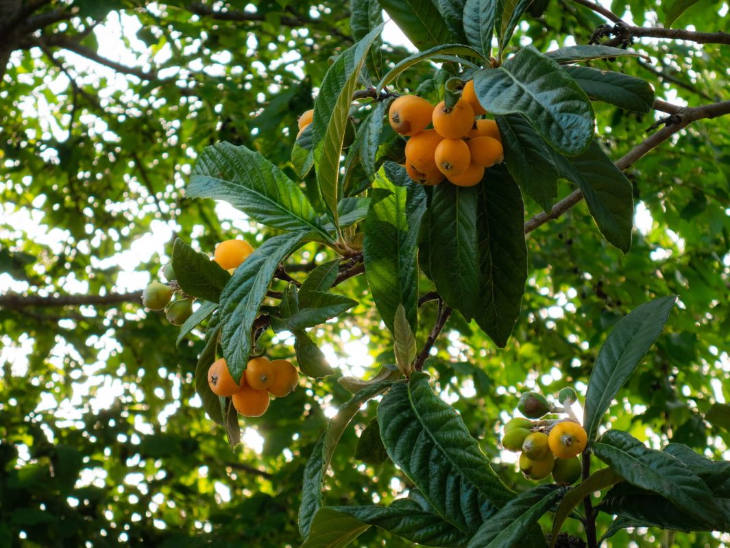 Cultivez un néflier du Japon chez vous