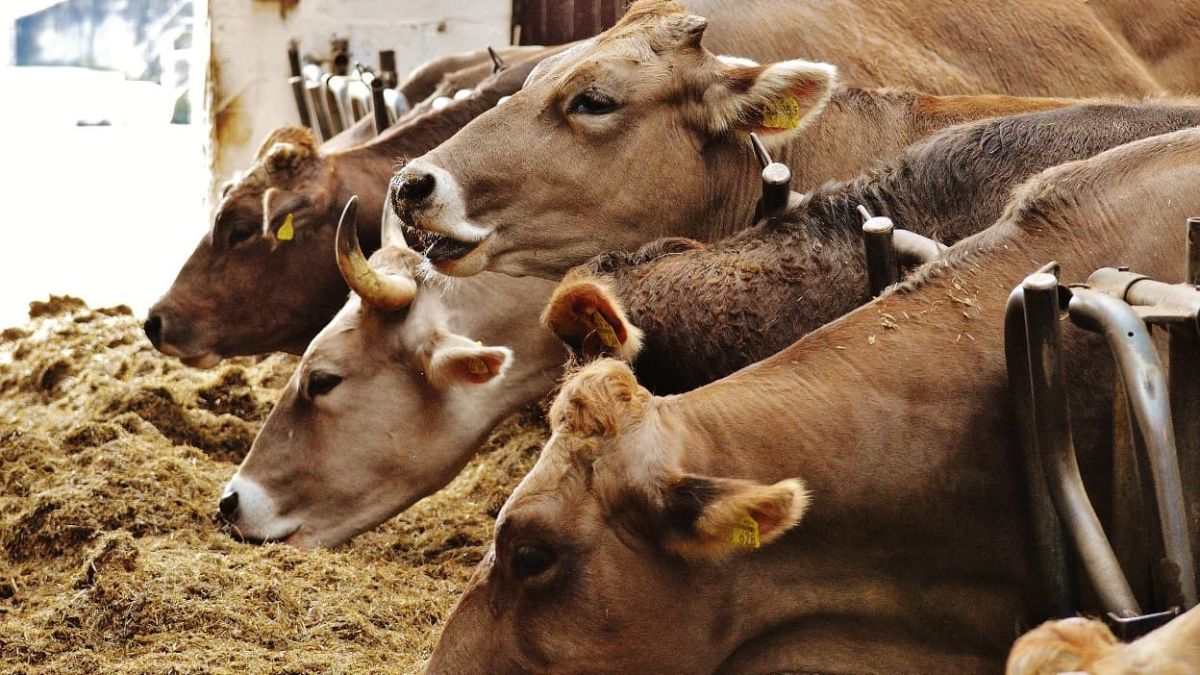 La filière bovine défend la stratégie du gouvernement face à la dermatose nodulaire contagieuse
