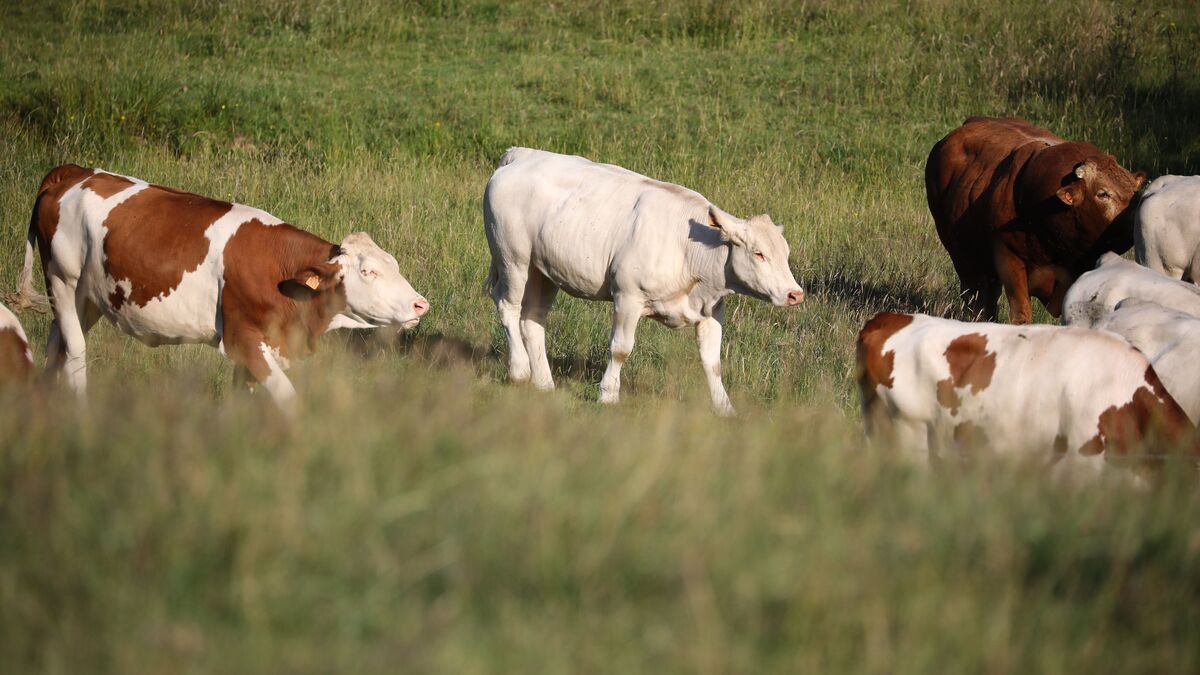 Dermatose : un nouveau foyer détecté dans l'Aude suscite inquiétude et mesures d'urgence