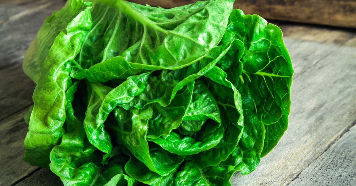 Conservez votre salade fraîche : deux astuces incontournables