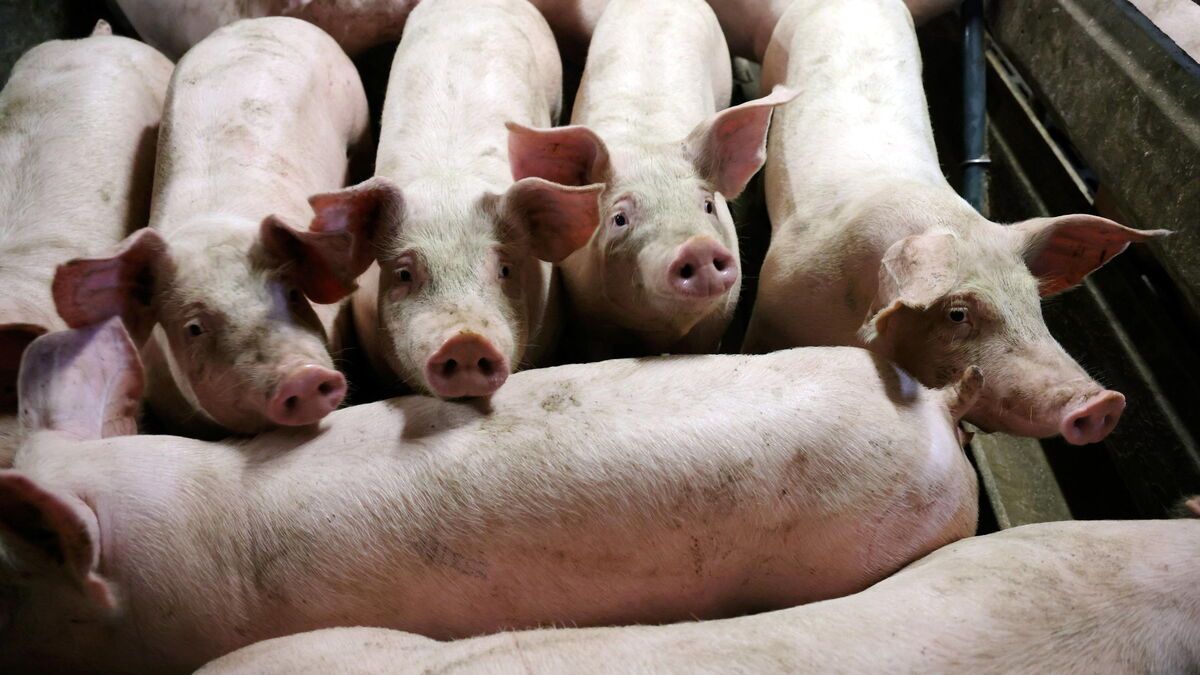 La Chine sanctionne le porc européen : une escalade dans les tensions commerciales